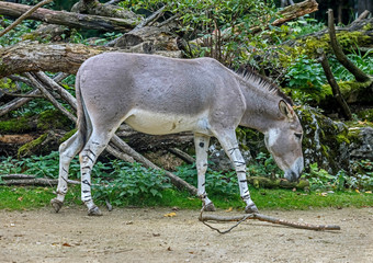 Naklejka na ściany i meble African wild donkey in its enclosure. Latin name - Equus africanus 