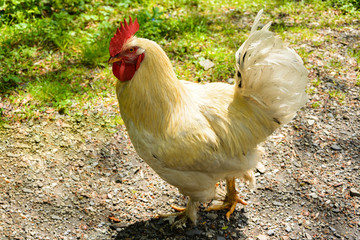 Naklejka na ściany i meble White Rooster grazing on grass outside of organic farm in summer. Free Range Cock and Hens at countryside in rural Europe, Bulgaria. Animal friendly organic farming