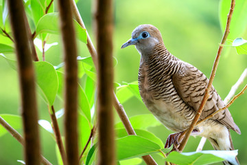 One little wild Zebra Dove perching on tree branch with blurry vibrant green foliage in background