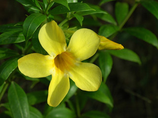Fototapeta na wymiar Tropical plant Allamanda cathartica with a yellow flower in Kochi Kerala.