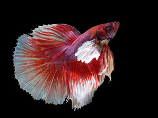 Colorful Siamese fighting fish on a black background.