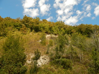 Landscape plants on the mountain