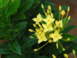 Obraz premium Tropical plant Allamanda cathartica with a yellow flower in Kochi Kerala