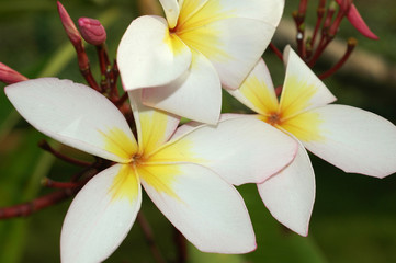 Fototapeta premium Tropical plant Plumeria with a white flower, India, Tamil Nadu