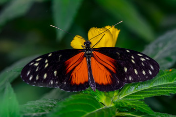 Closeup   beautiful butterfly sitting on flower.