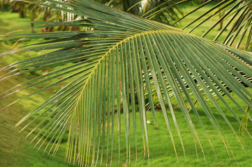Coconut tree branch, India, Tamil nadu