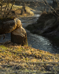 Tree cut down by a beaver