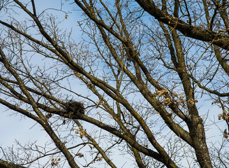 Small size bird nest on a tree