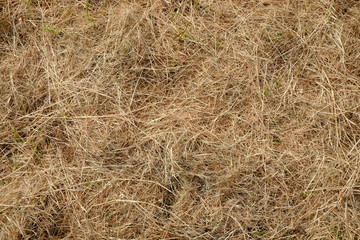 green grass and dry grass
