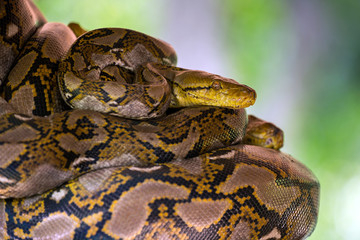 Python curled up on the timber.