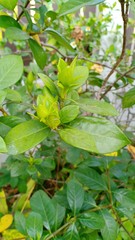 Jasmine flower at home 