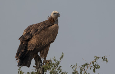 Eurasian Griffon Vulture