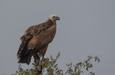 Eurasian Griffon Vulture