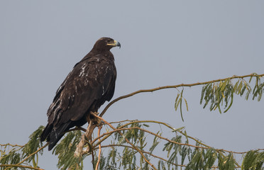 Great Spotted Eagle