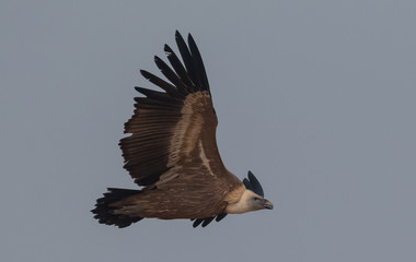 Eurasian Griffon Vulture