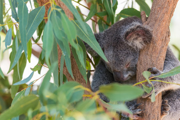 Koala schläft im Eucapytusbaum