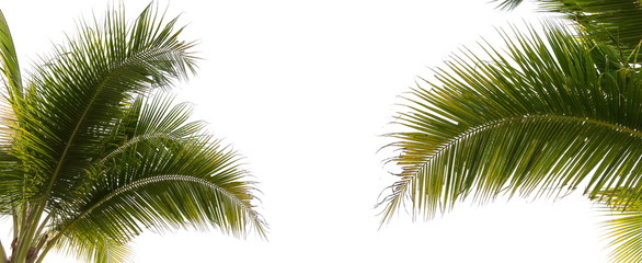 Under coconut tree and coconut leaves on a white background.