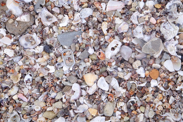 pile of seashell on the sand beach