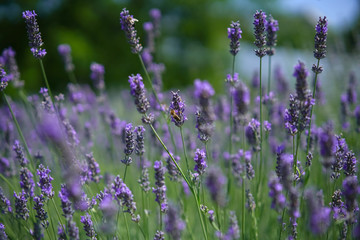 The bee collects honey among the beautiful flowers of lavender in spring.