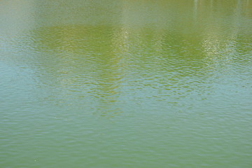 POND WATER