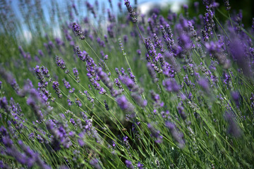 Fototapeta premium The bee collects honey among the beautiful flowers of lavender in spring.