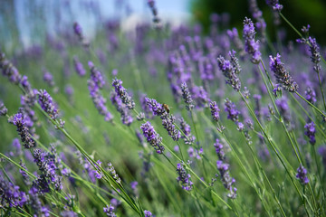 The bee collects honey among the beautiful flowers of lavender in spring.