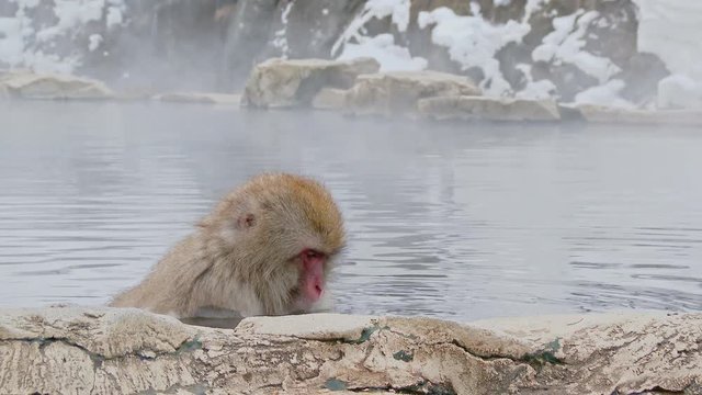 Japanese monkeys in hot spring. Jigokudani Monkey Park, Nagano Prefecture, Japan.