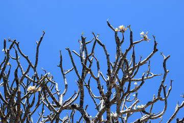 FRANGIPANI TREE WITH MANY BRANCHES AND FLOWER