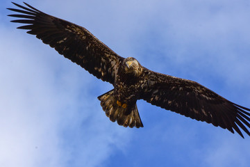 Bald Eagle in flight