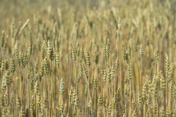 Farm garden sown wheat before maturation. farm field with a big harvest. Beautiful golden bread. Stock background, photo
