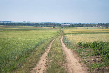 Fototapeta na wymiar Dirt road in a field on a sunny day. Endless horizon panorama. Stock background, photo