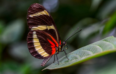 Closeup   beautiful butterfly sitting on flower.  hewitsoni