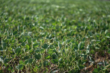 Soybean field at the beginning of summer. Drought and dehydrated plants. Vegetarian food soy. Stock background, photo