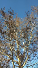 tree, autumn, nature, forest, sky, fall, trees, yellow, leaves, blue, landscape, season