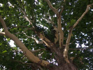 tree, nature, forest, green, branch, trees, summer, leaves, oak, branches, park, leaf, trunk, wood,