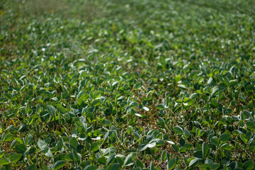 Soybean field at the beginning of summer. Drought and dehydrated plants. Vegetarian food soy. Stock background, photo