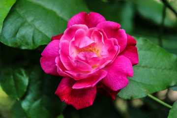 Pink rose with green leafs 