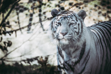 Portrait d'un tigre blanc
