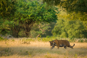 Obraz na płótnie Canvas Curious Tiger Cub in a beautiful nature green background after monsoon season at Ranthambore National Park, India
