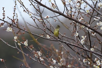 A wild bird 