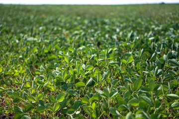 Soybean field at the beginning of summer. Drought and dehydrated plants. Vegetarian food soy. Stock background, photo