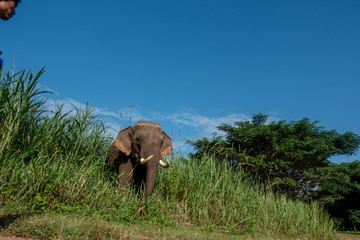 Asiatic or asian elephant in farm with blue sky background.