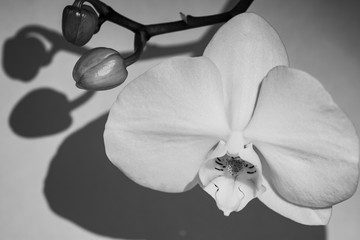 noble Orchid flowers