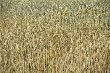 Farm garden sown wheat before maturation. farm field with a big harvest. Beautiful golden bread. Stock background, photo