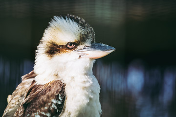 Martin-chasseur géant ou kookaburra
