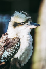 Martin-chasseur géant ou kookaburra