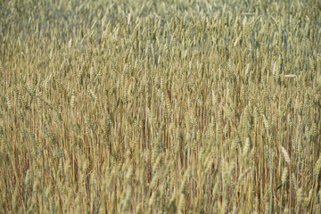 Farm garden sown wheat before maturation. farm field with a big harvest. Beautiful golden bread. Stock background, photo