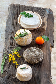 Board of Corsican traditional specialities, varity of goat and sheep cheese with mimosa flower, on a lon wooden background