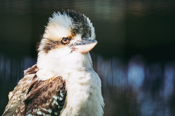 Martin-chasseur géant ou kookaburra