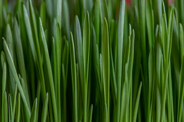 Fototapeta na wymiar green wheat close up 